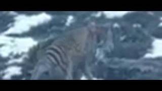 Tasmanian Tiger Filmed in Central Tasmania 2012 [upl. by Ixela309]