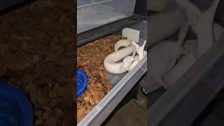 Ball Python Strikes Wildly [upl. by Lawlor2]