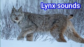 canada lynx scream  lynx sound  canada lynx  canada lynx sounds [upl. by Borchers]