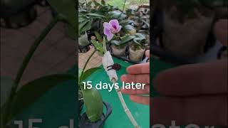 Tips amazing to grow orchids propagate plant fast and easy [upl. by Aisinoid]