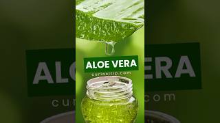 Cómo se hace aceite de aloe vera casero [upl. by Ahsym]