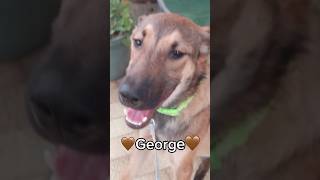 George Needs A Home  Beautiful Male Puppy Is Looking For A Home shorts dog pup help share [upl. by Hamforrd]