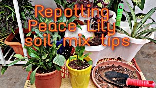 Peace Lily repotting  With tips  Best Soil mixture for Peace Lily  peacelily repotting soilmix [upl. by Jerald]