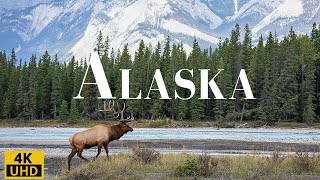 Wild Beauty of Alaska 4K A Relaxing Journey Through Nature Alaska Life Relaxation Film [upl. by Monagan]