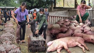 Warning Consequences of mass deaths of pigs due to buying pigs from the market to raise  Ep 233 [upl. by Kopp]