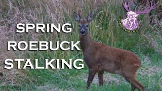 SPRING ROEBUCK STALKING [upl. by Eilraep26]