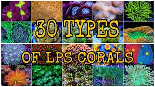 30 TYPES OF LPS CORALS [upl. by Acyre238]