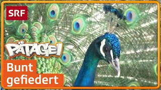 Der Pfau – König des Zoos  Pätagei  SRF Kids – Kindervideos [upl. by Christabella]