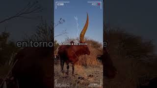 🔴 RAZA Vacuna ANKOLE WATUSI ✅ Ganado Vacuno Africano Bos Primigenius Africanus vacas [upl. by Anal]