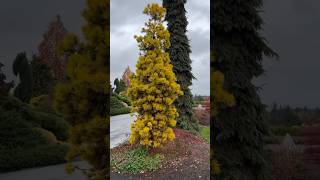 Pinus contorta ‘Chief Joseph’ Golden Shore Pine  Conifer Garden Fall Foliage conifer pinetree [upl. by Anilat]