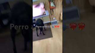 Perro indochino 🗣️❤️‍🔥❤️‍🔥❤️‍🔥 memes humor lentejas nose [upl. by Ginny]