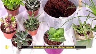 Comment utiliser la lavande   Phytothérapie [upl. by Karna881]