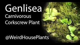 How to Grow Genlisea the Carnivorous Corkscrew Plant [upl. by Marys]