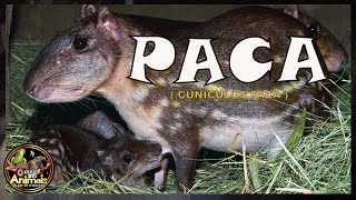 PACA  SOM DE ANIMAIS A VOZ DA NATUREZA CUNICULUS PACA [upl. by Adrial]