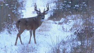 Hunting a 190” Typical Whitetail in Alberta  Canada in the Rough [upl. by Jelene76]