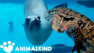 Curious animals meet facetoface in zoos aquariums  Animalkind [upl. by Parnell]