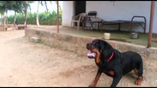 Rottweiler dog attacks man in India [upl. by Purdum369]