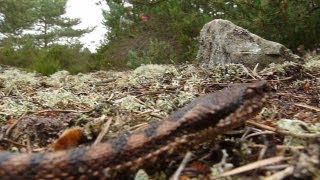 Grosse vipère aspic en forêt de Fontainebleau [upl. by Duong]