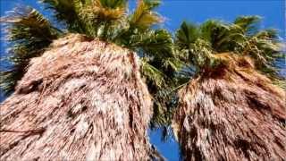 Desert Fan Palm Washingtonia filifera Palm Desert California [upl. by Frohne745]