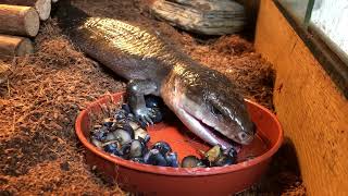 Blue Tongue Skink feeding [upl. by Vod505]