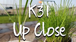 What Does Kentucky 31 Tall Fescue Grass From Seed Look Like [upl. by Aicirt]