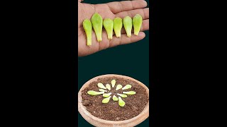 successfully propagate pachyphytum glutinicaule plants [upl. by Dremann]