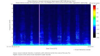 Segment of a Humpback Whale Song [upl. by Tracey]