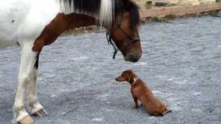 Pony and Dachshund play [upl. by Deacon]