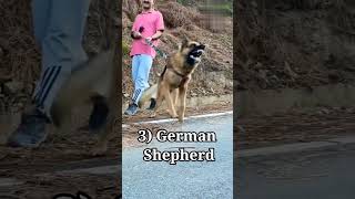 Top 7 Killer Dog Breeds in 2024shorts dog trending doglover viralshort [upl. by Mozes483]