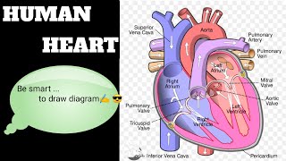 Human heart Draw by easy tricks ✍️ll [upl. by Coulter209]