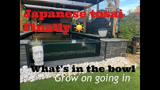 tosai koi measured and moved to pond some cracking results koi ponds fish [upl. by Jobina169]