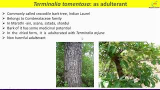 Terminalia arjuna and Terminalia tomentosa adulteration Terminalia morphology uses [upl. by Trinetta432]