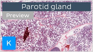 Parotid gland preview  Human Histology  Kenhub [upl. by Piegari]