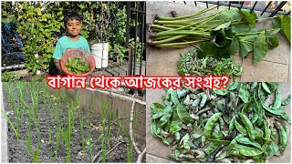 আমেরিকার সখের বাগান থেকে আজকের সংগ্রহআমাদের বাগানের রসুন গাছ কি যে সুন্দর মাশাআললাহ [upl. by Milak568]