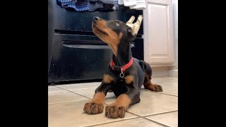 Smart Doberman Puppy at 9 Weeks Old [upl. by Sivram]