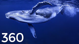 VR 360 Diving 🐟 Whale Jellyfish amp Turtles [upl. by Brandon]