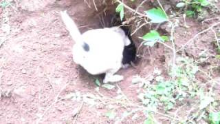 Working Jack Russell terrier tries to pull a groundhog [upl. by Akemhs]