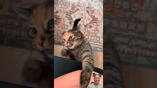 Amazing Funny Animal Show 😂🐱🐶😹funny animals shorts funnycatvideos [upl. by Enelegna851]