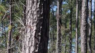 Introduction to Loblolly Pine [upl. by Nahij760]