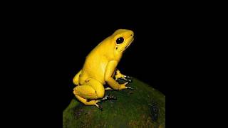 Most beautiful yellow frog shorts interestingfacts [upl. by Ecertap]