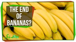 Bananas Are Losing the War on Fungus [upl. by Pearl]