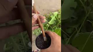 bonsai gardening fruit garden plants satisfying [upl. by Pamelina285]