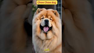 About Chow Chow dog breed dogsbreed doginfo doglover generalknowledge [upl. by Demetris552]