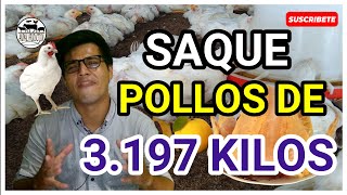 COMO sacar POLLOS a los 42 días de 3 KILOS  parte 1pollos de engorde de 6 semanas 🐓 [upl. by Norri]