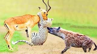 LEOPARDO vs HIENA  ¿Quién Ganaría  EPIC VERSUS 🐆 [upl. by Neitsirhc]