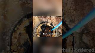 Blocked manhole full of worms 🤮🪱drainage sewer blockeddrain [upl. by Ettelliw]