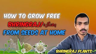 Bhringraj Ka paudha ghar mein grow krein  Bhringraj from seeds [upl. by Dominik386]