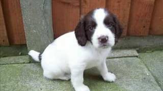 Susies beautiful Springer Spaniel Puppies [upl. by Ettenahc]