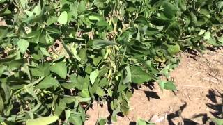 Soybeans for Forage [upl. by Esyahc]