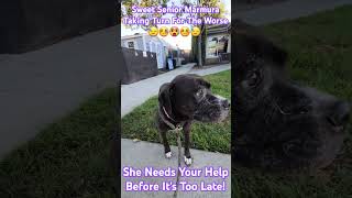 Marmura A729328 9 Year Old Sweet Senior Female Staffordshire Terrier Boxer Mix URGENT Needs Rescue [upl. by Whitehurst]